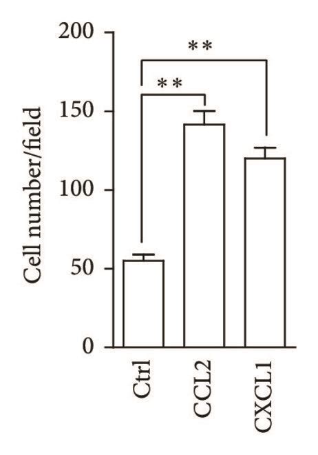 Cytokines Derived From Cocultured Uc Mscs Enhance Stem Cell Like Download Scientific Diagram