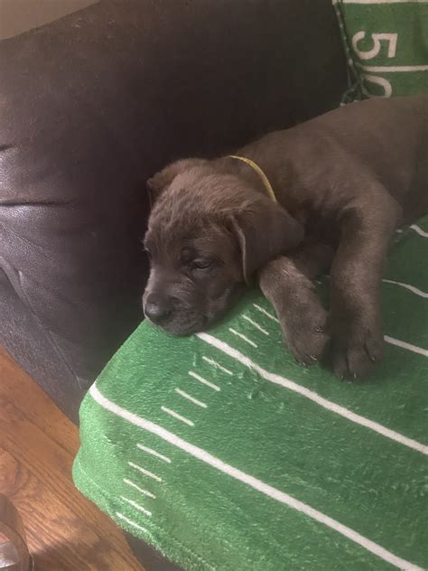 Yellow - Cane Corso Puppy for Sale in Lebanon, MO | Lancaster Puppies