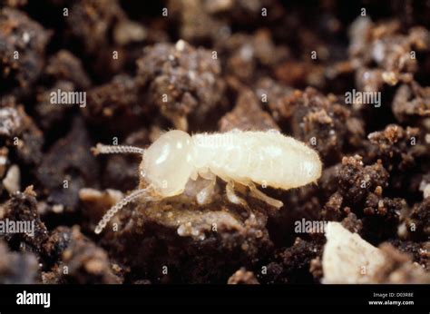 Oriental de la termita subterránea reticulitermes flavipes ninfa en