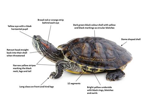 Exotic Red Eared Slider Turtle Or Australian Native Turtle Red Eared