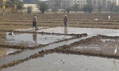 تصحر الأراضي الزراعية في مصر ظاهرة تهدد الأمن الغذائي وتفاقم التدهور