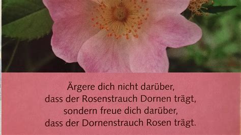 Dornen Oder Rosenbl Ten Youtube