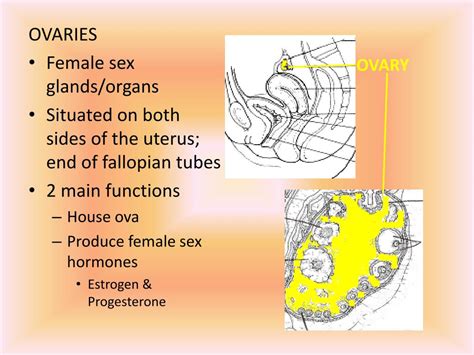 Ppt Female Reproductive System Powerpoint Presentation Free Download Id 659386