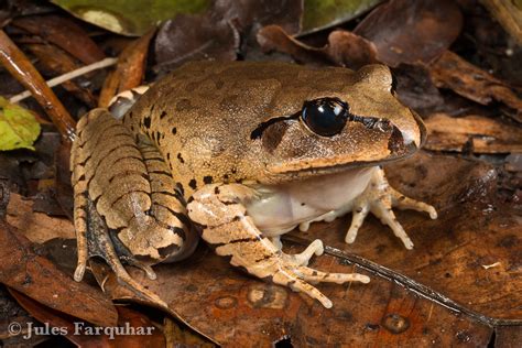 Great Barred Frog Mixophyes Fasciolatus Lamington Platea Flickr