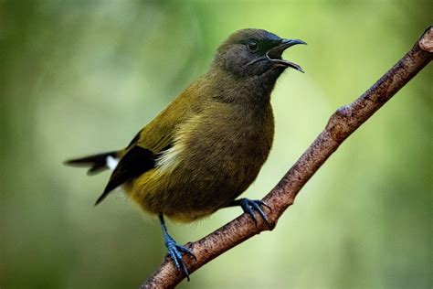 Monteverde’s Diverse Wildlife: A Nature Lover’s Paradise