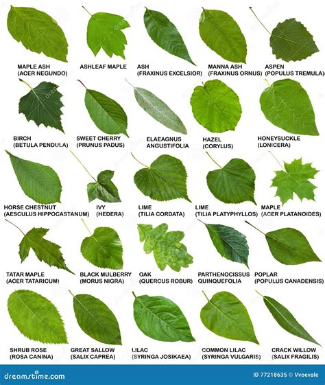 Green Leaves Of Trees And Shrubs With Names Stock Image Image Of