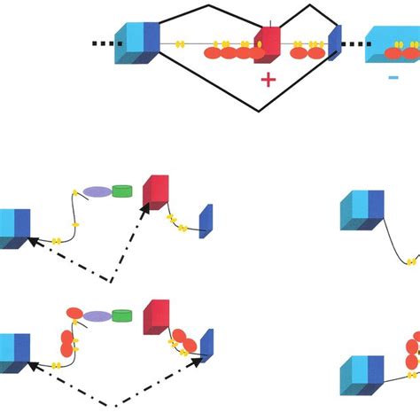 Sxl Controls The Alternative Splicing Of Its Own Pre Mrna Boxes