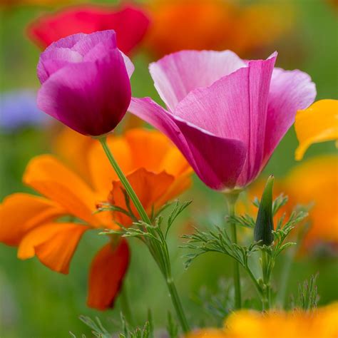 California Poppy Purple Seeds (Eschscholzia californica) – Vermont ...