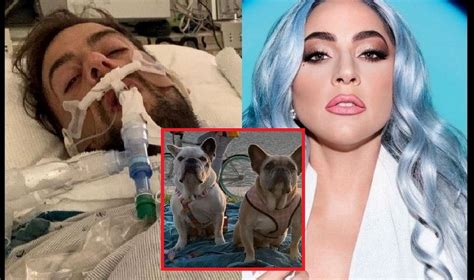 Qu Buena Lady Gaga Se Har Cargo De Los Gastos M Dicos Del Paseador