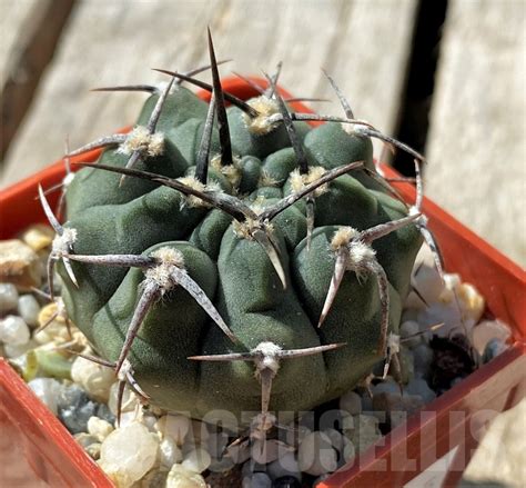 SHPR11865 Gymnocalycium vatteri Black spines Кактус онлайн