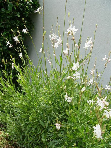 Create a Magical White Garden with Stunning White Flowers