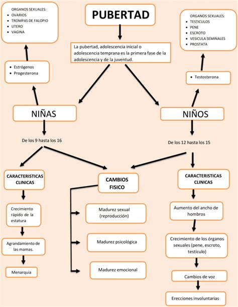 Mapa Mental De La Pubertad Geno Modafinil