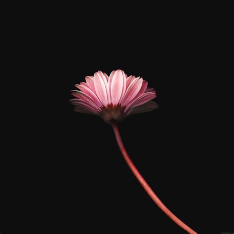 Simple Flower Wallpapers - Wallpaper Cave