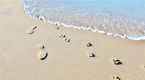 Abdrücke Im Sand Des Mannes Und Des Hundes Auf Strand Stockfoto Bild