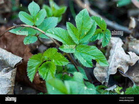 Wild Edible Plants Ground Elder Or Goutweed Aegopodium Podagraria