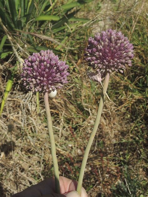 Sommer Oder Acker Lauch Bei Son Bosc Mallorca Ngid Flickr