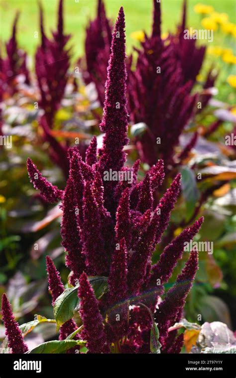 Red Amaranth Flowers In The Summer Garden Beautiful Flowers