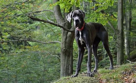 O Maior Carrodo Mundo - Conheça a História do Freddy, o Maior Cão do Mundo.