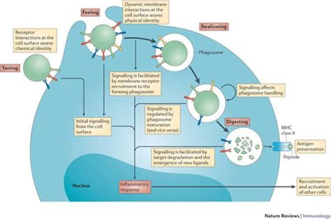 Ch 21 Immune System Innate Defense System Flashcards Quizlet