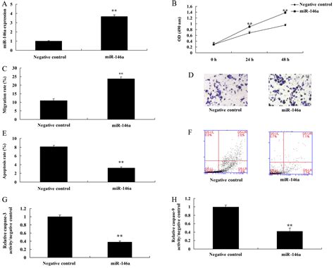 Mir A Regulates The Function Of Th Cell Differentiation To