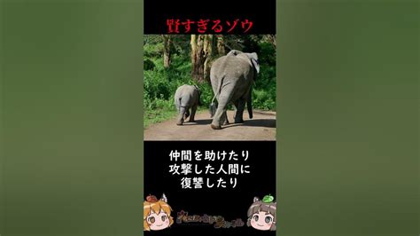 あまりにも天才過ぎるゾウ現る Shorts へんないきものチャンネル Youtube