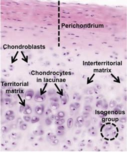 Trachea Slide Chondrocytes