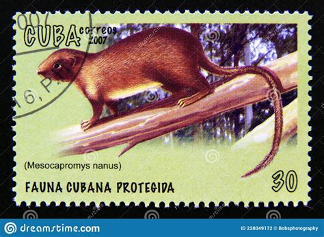 Postage Stamp Cuba, 2007. Dwarf Hutia Mesocapromys Nanus Editorial Photography - Image of label ...