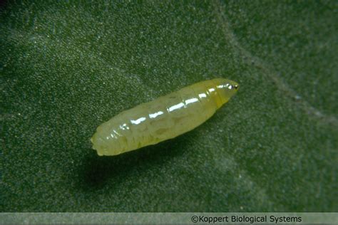 Liriomyza Bryoniae Larva Tomato Leafminer Koppert Biological Systems 12024 Flickr Photo Sharing