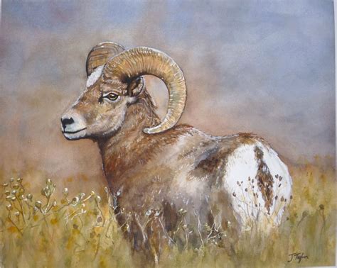 Watercolors By Jen Taylor Bighorn Sheep