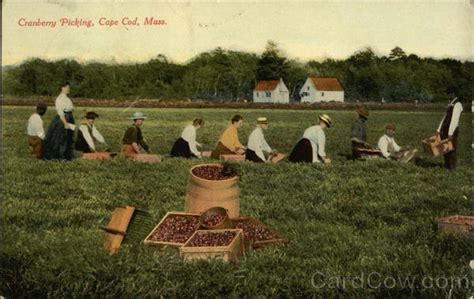 Cranberry Picking Cape Cod Ma Postcard