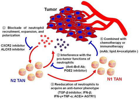 Neutrophils In Cancer Development And Progression Roles Mechanisms