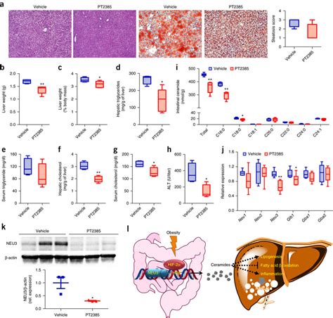 Pt2385 Reverses Hfd Induced Hepatic Steatosis A Representative Hande