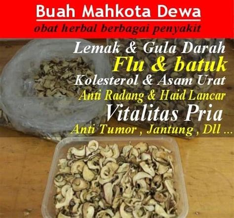 Herbal Mahkota Dewa Kering Mengatasi Sakit Kepala Khasiat Alami Obat