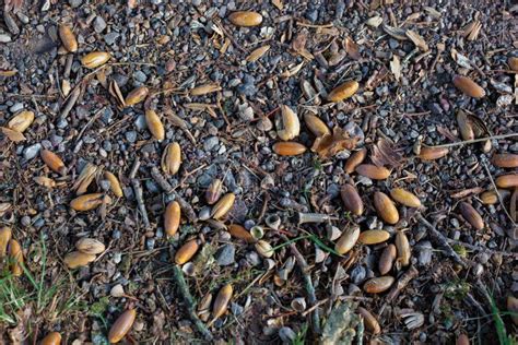 Oak Tree Nuts on the Ground during Autumn Stock Photo - Image of dried ...