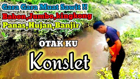 Akibat Muat Buah Sawit Panas Hujan Banjir Otak Jadi Konslet Youtube