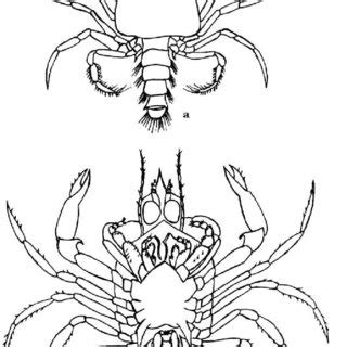 Portunus Pelagicus Megalopal Appendages A Antennule B Antenna C