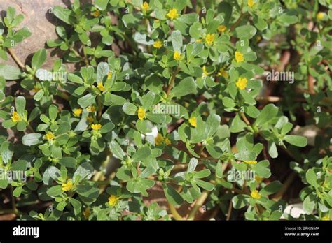 Common Purslane Plant Portulaca Oleracea Stock Photo Alamy