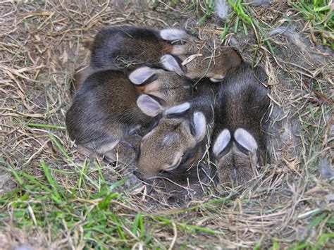 Photo of a bunch of baby bunnies huddled in their nest in the grass ...