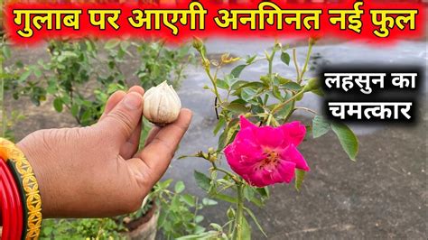 How To Get Maximum Growth On Rose Plant Rose Plant Growing Care