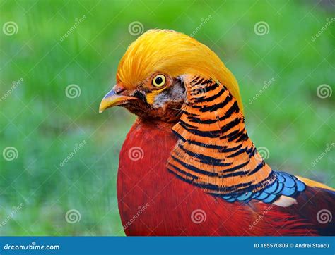 Golden Pheasant Bird Stock Image Image Of Golden Phrysolophus 165570809