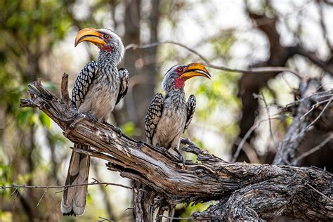 Okavango Delta on Behance