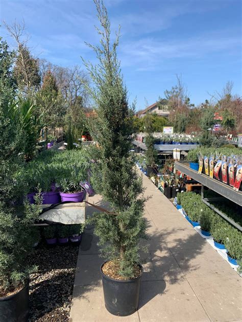 Cypřiš (CUPRESSUS)