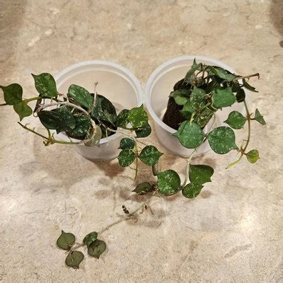 Kei Yoki African Violet Starter Plant ALL PLANTS Require You to ...