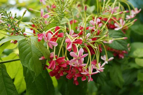 How To Grow Rangoon Creeper Madhumalti Quisqualis Indica