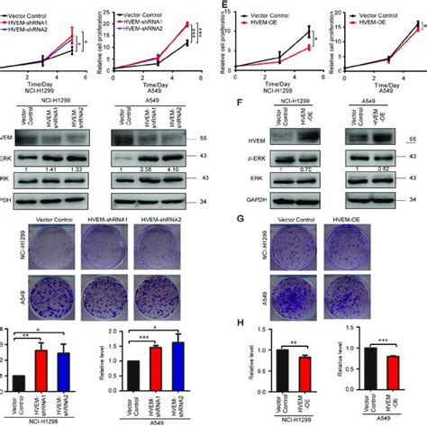 Inhibition Of Tumor Cell Growth By Tumor Cell Intrinsic Hvem Ae The