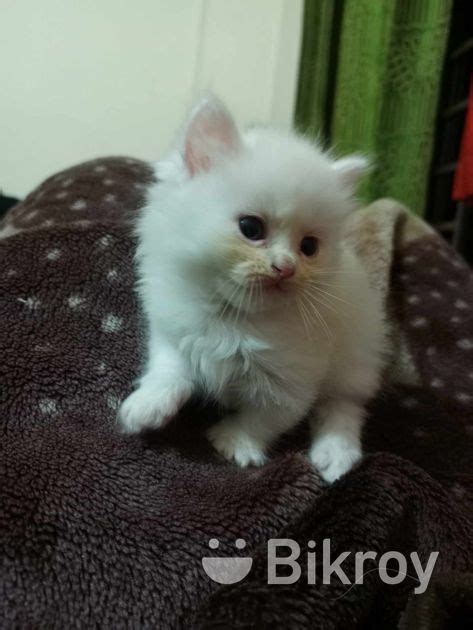 Persian Cat For Sale In Halishahar Bikroy