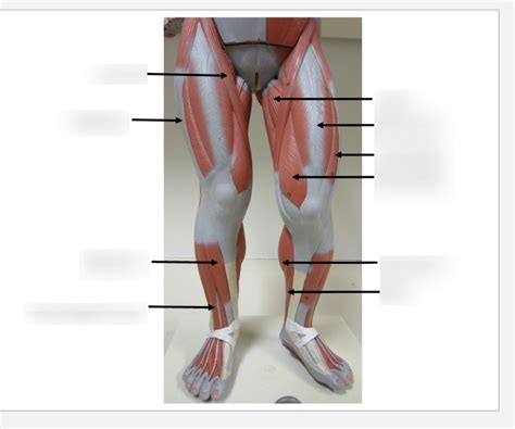 Action Origin Insertion Of Lower Limb Muscles Diagram Quizlet