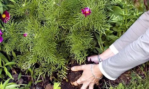 Fa Ons D Am Liorer La Productivit De Votre Jardin Terrre Dhumus