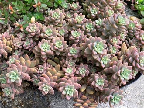 How To Grow Graptoveria Succulents