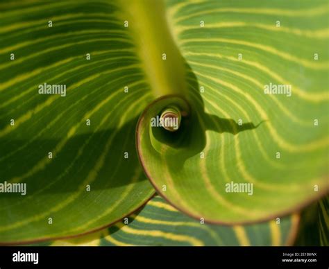 Leaves Showing A Fibonacci Spiral Stock Photo Alamy